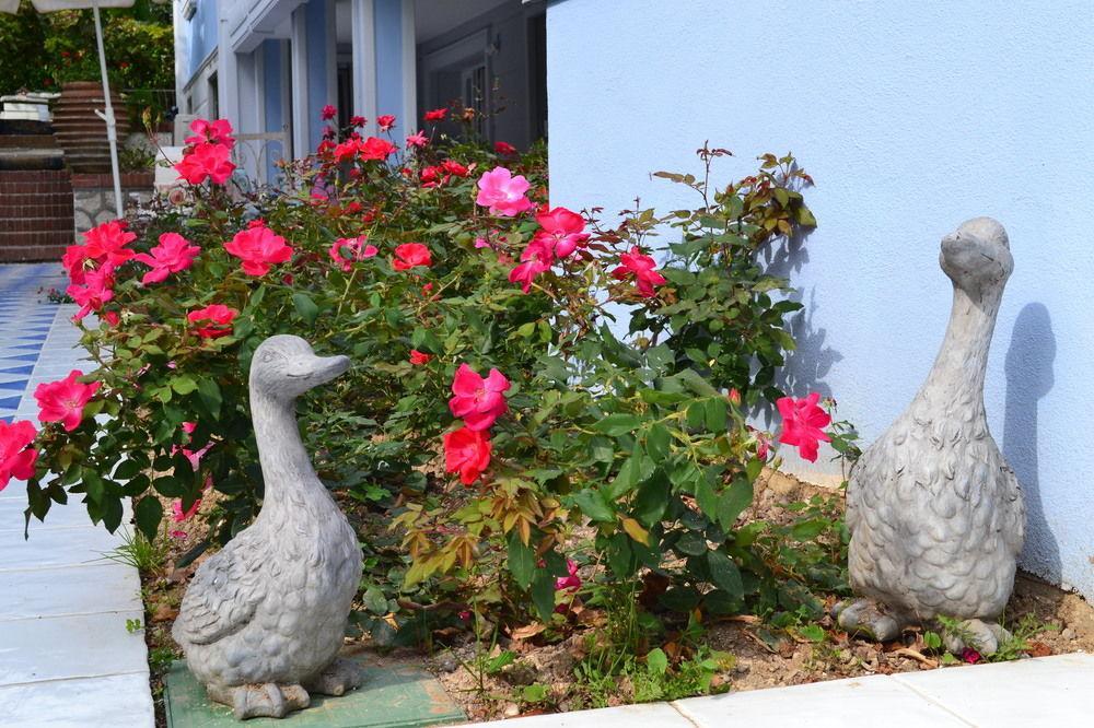 B And B Della Mimosa Дезенцано-дель-Гарда Екстер'єр фото